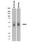 RAGE antibody, AF1179, R&D Systems, Western Blot image 