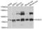 Potassium Voltage-Gated Channel Modifier Subfamily V Member 2 antibody, PA5-76546, Invitrogen Antibodies, Western Blot image 