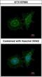 SH3 Domain Binding Protein 1 antibody, LS-C185896, Lifespan Biosciences, Immunocytochemistry image 