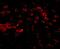 Matrilin 4 antibody, NBP1-77012, Novus Biologicals, Immunofluorescence image 
