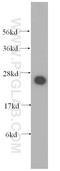 Nudix Hydrolase 21 antibody, 10322-1-AP, Proteintech Group, Western Blot image 