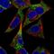 Adenylate Kinase 3 antibody, NBP2-49393, Novus Biologicals, Immunofluorescence image 