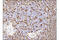 CD74 Molecule antibody, 77274S, Cell Signaling Technology, Immunohistochemistry paraffin image 