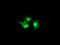 Leukocyte Receptor Cluster Member 1 antibody, LS-C173056, Lifespan Biosciences, Immunofluorescence image 
