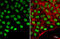 POU Class 5 Homeobox 1 antibody, GTX100622, GeneTex, Immunofluorescence image 