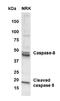 Caspase 8 antibody, NB100-56116, Novus Biologicals, Western Blot image 