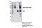 Sodium-dependent phosphate transport protein 2B antibody, 66445S, Cell Signaling Technology, Immunoprecipitation image 