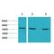 Mitogen-Activated Protein Kinase Kinase 5 antibody, LS-C387832, Lifespan Biosciences, Western Blot image 