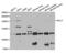 Lysine Methyltransferase 2E antibody, abx004698, Abbexa, Western Blot image 