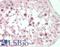 Geminin DNA Replication Inhibitor antibody, LS-B13667, Lifespan Biosciences, Immunohistochemistry paraffin image 