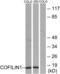 CFL1 antibody, LS-C118081, Lifespan Biosciences, Western Blot image 