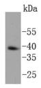 Nanog Homeobox antibody, A00153-1, Boster Biological Technology, Western Blot image 