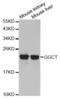 Gamma-Glutamylcyclotransferase antibody, abx003774, Abbexa, Western Blot image 