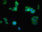ATPase Family AAA Domain Containing 3B antibody, LS-C377727, Lifespan Biosciences, Immunofluorescence image 