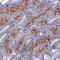 AXL Receptor Tyrosine Kinase antibody, AF854, R&D Systems, Immunohistochemistry frozen image 