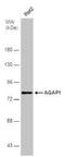 ArfGAP With GTPase Domain, Ankyrin Repeat And PH Domain 1 antibody, NBP1-31261, Novus Biologicals, Western Blot image 