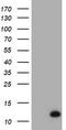 Migration And Invasion Enhancer 1 antibody, LS-C336894, Lifespan Biosciences, Western Blot image 