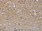 MutS Homolog 5 antibody, CSB-PA066219, Cusabio, Immunohistochemistry frozen image 