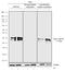 Heat Shock Protein Family B (Small) Member 1 antibody, 711351, Invitrogen Antibodies, Western Blot image 