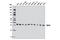 Malate Dehydrogenase 2 antibody, 11908S, Cell Signaling Technology, Western Blot image 