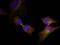 Heat Shock Protein Family B (Small) Member 1 antibody, GTX50276, GeneTex, Immunocytochemistry image 