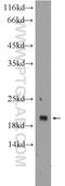 Collectrin, Amino Acid Transport Regulator antibody, 24059-1-AP, Proteintech Group, Western Blot image 