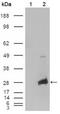 Crystallin Alpha B antibody, AM06212SU-N, Origene, Western Blot image 