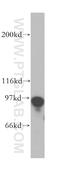 DNA Polymerase Iota antibody, 13635-1-AP, Proteintech Group, Western Blot image 
