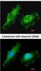 Integral Membrane Protein 2B antibody, NBP2-17000, Novus Biologicals, Immunocytochemistry image 