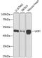 Serine/Threonine Kinase 11 antibody, GTX54702, GeneTex, Western Blot image 