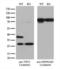 Twinfilin Actin Binding Protein 1 antibody, LS-C794601, Lifespan Biosciences, Western Blot image 