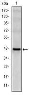 KLRD1 antibody, MA5-15818, Invitrogen Antibodies, Western Blot image 