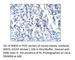 WD Repeat Domain 5 antibody, WDR5-101AP, FabGennix, Immunohistochemistry frozen image 