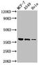 Transmembrane Protein 59 antibody, LS-C672154, Lifespan Biosciences, Western Blot image 
