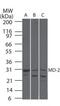 Lymphocyte Antigen 96 antibody, PA5-23137, Invitrogen Antibodies, Western Blot image 