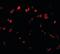Sprouty Related EVH1 Domain Containing 1 antibody, orb89204, Biorbyt, Immunofluorescence image 
