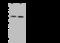 Modulator Of Apoptosis 1 antibody, 203116-T40, Sino Biological, Western Blot image 