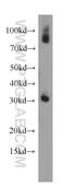 Pleckstrin Homology And FYVE Domain Containing 1 antibody, 20389-1-AP, Proteintech Group, Western Blot image 