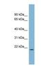 Parkin Coregulated Like antibody, NBP1-56717, Novus Biologicals, Western Blot image 