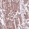 BTB/POZ domain-containing protein 1 antibody, NBP2-38109, Novus Biologicals, Immunohistochemistry frozen image 