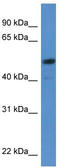 SRY-Box 5 antibody, TA333436, Origene, Western Blot image 