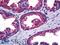 Mitogen-Activated Protein Kinase 13 antibody, LS-B5506, Lifespan Biosciences, Immunohistochemistry paraffin image 