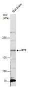 Neuropathy target esterase antibody, PA5-35939, Invitrogen Antibodies, Western Blot image 