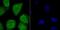 Activating Transcription Factor 6 antibody, A00655-2, Boster Biological Technology, Immunocytochemistry image 