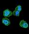 Serine/Threonine Kinase 11 antibody, LS-C100775, Lifespan Biosciences, Immunofluorescence image 