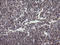 DEF6 Guanine Nucleotide Exchange Factor antibody, LS-C174285, Lifespan Biosciences, Immunohistochemistry paraffin image 