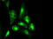 Interleukin 3 antibody, M02435-1, Boster Biological Technology, Immunofluorescence image 