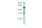 Activating Transcription Factor 1 antibody, PA5-41490, Invitrogen Antibodies, Western Blot image 