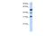 Activating Transcription Factor 1 antibody, PA5-41490, Invitrogen Antibodies, Western Blot image 