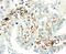 Transglutaminase 2 antibody, PA2153, Boster Biological Technology, Immunohistochemistry frozen image 